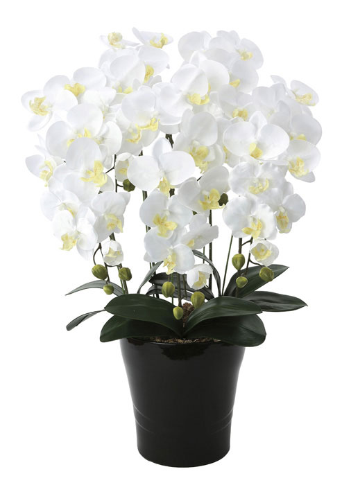 アートフラワー 造花 光触媒 光の楽園 クイーン胡蝶蘭5本立W 654A150