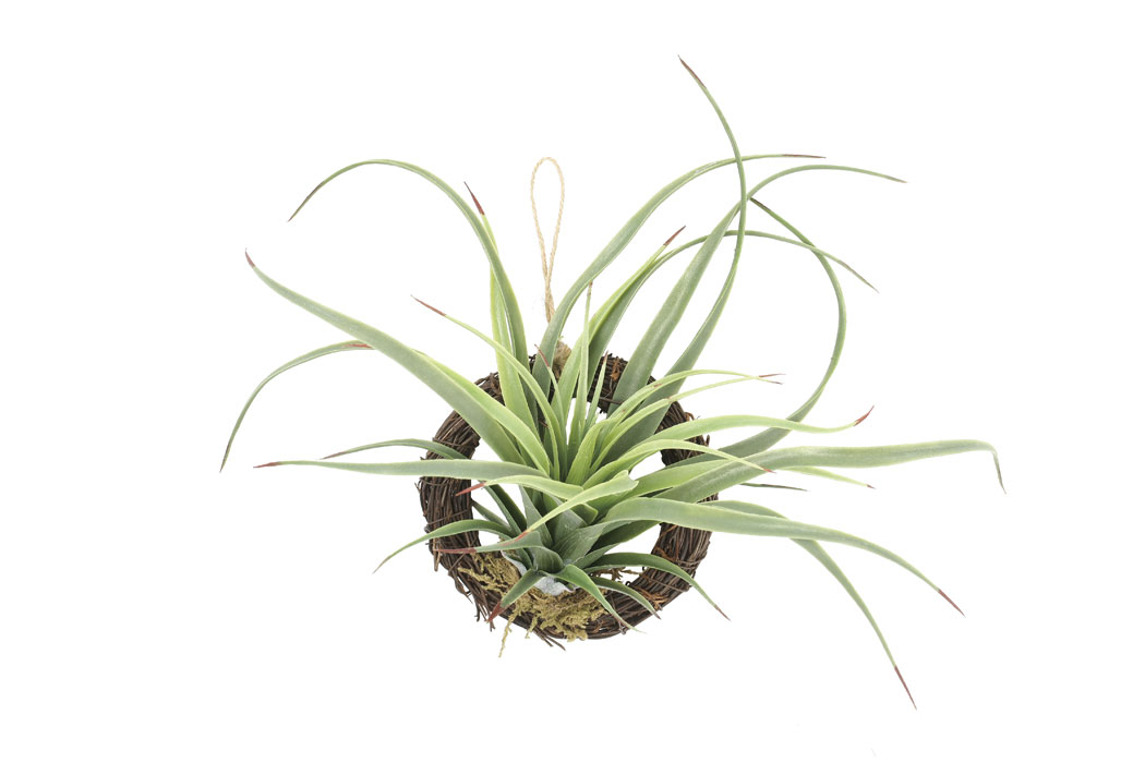 アートグリーン 人工観葉植物 光触媒 光の楽園 エアープランツR(ポリ製) 866K10