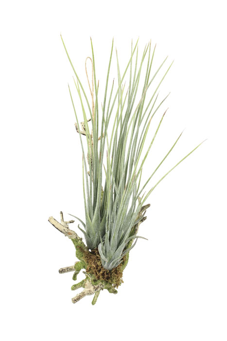 アートグリーン 人工観葉植物 光触媒 光の楽園 エアープランツL(ポリ製) 867K20