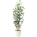 アートグリーン フェイクグリーン 人工観葉植物 光触媒 光の楽園 シェフレラツリー1.7(ポリ製) 2493A270(4)
