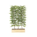 アートグリーン フェイクグリーン 人工観葉植物 光触媒 光の楽園 ウッドプランターライトトネリコ1.5(組立式) 2611A1300