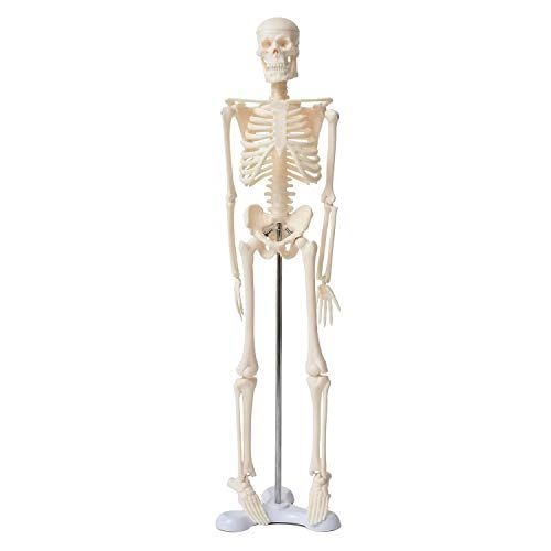 【SIMPS】 人体模型 ミニ (45cm ・ 1/4サイズ) 骨格模型
