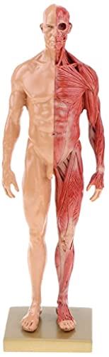 男性 人体モデル 人体模型 11インチ 約30cm 人体筋肉模型 高品質模型 樹脂 筋骨格 CGペインティング 彫刻 1:6 スタンド付き レッド (男)