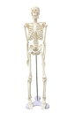[island-banana] 人体模型 骨格標本 45cm 台座付き 合計7カ所部位可動可能 骨格模型 人体骨格 教材にも使用可能 スタンド付き 組み立て式 持ち運びに便利