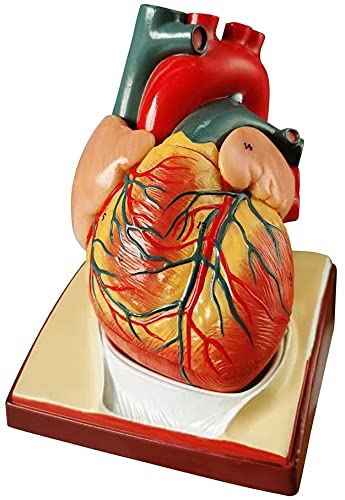 2021の最新のデザインの生活サイズの人間の心臓モデル、2つの部分1 : 1ダイアフラムと心膜ベースの解剖学的心臓モデル