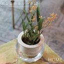 HOME ボタニカルソーク12【バージ FARM】植木鉢 鉢 サボテン 観葉植物 ナチュラル 栽培 日本製 グリーン 植物 底穴なし植木鉢 モダン ガラス鉢 飾り 置き物 ガーデン 丸い(z)