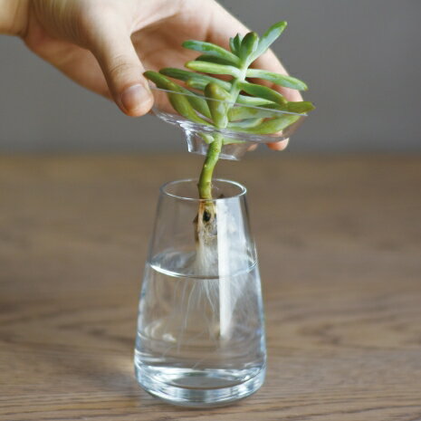 虫も湧かずにお部屋がおしゃれに 水栽培におすすめの観葉植物15選 暮らし の