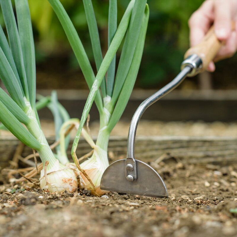 Kent&Stowe ����ȥ��ȡ����ϥ�ɥ�������ꥹ�֥��ɡ�15ǯ�ݾ��ա������ǥ˥󥰥ġ��롡�����ϥ�ɥ롡���̥��ƥ�쥹������������Hand Onion Hoe