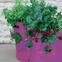 Strawberry　&　Herb　Patio　Planters　2-packストロベリー＆ハーブ　パティオ　プランター　2パックセット