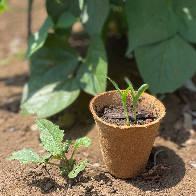 そのまま植えられるファイバーポット　丸型　6cm　24個セット　生分解性苗鉢　Fibr...