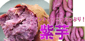 規格外品！ワケ待ち【紫芋】5kg/千葉産【RCP】