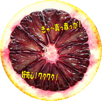 日本で60ケースほどの入荷です！フレッシュブラッドオレンジ7玉（オーストラリア産...