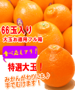 春甘熟!ミネオラタンジェリンオレンジ大玉70玉