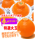 春完熟!ミネオラタンジェリンオレンジ大玉18玉