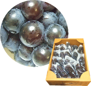 北津軽より産地直送!ポリフェノールたっぷり!高糖度ぶどう【スチューベン20房】秀L約5kg