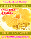 激甘なグレープフルーツ!?絶対はずしません!直輸入★樹上完熟ゴールデンオロブロンコ【ゴールデンハニー】ダイナマイト超大玉7玉/カリフォルニア産