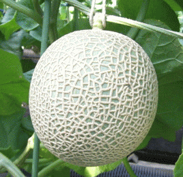 【プレミアムタイムセール】 ★静岡産【温室マスクメロン】1玉(約1.2〜1.3kg)
