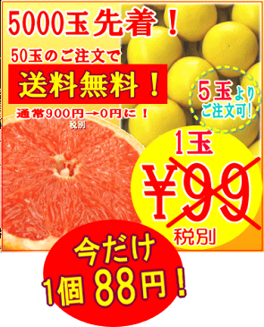 日本で唯一！当店独自ルートで直輸入！1玉88円！直輸入スタールビーグレープフルーツ5玉(S)スワジランド産