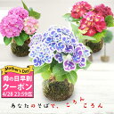 あじさい 花の鉢植え ＼母の日早割クーポン発行中／ 花 プレゼント 珍しい 盆栽 苔玉 あじさい 1株 受け皿付き【母の日期間5月7日～5月12日 地域限定送料無料】紫陽花 花 ギフト アジサイ 鉢植え 花 お花 鉢花 コケダマ こけだま Mother'sthe お母さん 母 祖母 同梱不可 2024mom