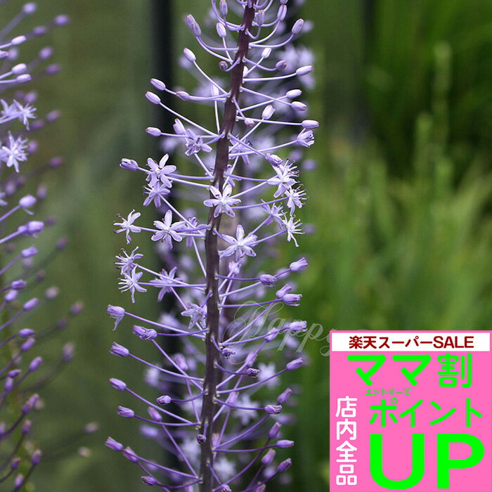 花苗 芽出し 球根 苗 花 珍しい シラー ヒヤシンソイデス 1鉢 3〜3.5号 1球植え【お届け中】丈夫 育てやすい 多年草 ヒアシンソイデス 耐寒性球根 球根植物 庭植え 鉢植え 花壇 植えっぱなし球根 ガーデン 春 ハッピーガーデン【2024BU】のサムネイル