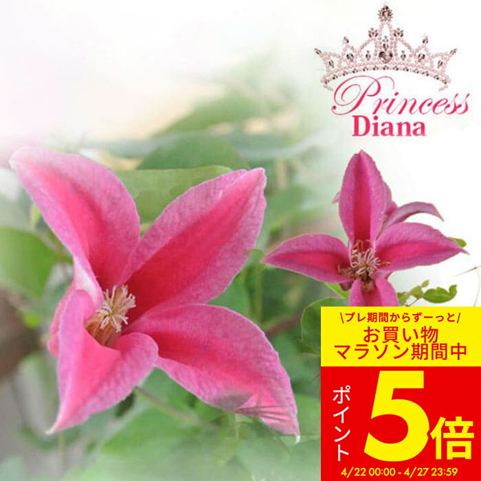 ＼P5倍／花苗 英国 ロイヤルクレマチス プリンセス ダイアナ 1鉢 5号 3年以上 大株 【お届け中 花なし開花見込み株 地域限定送料無料】Clematis Princess Diana 夏苗 ガーデン苗 多年草 草花 庭木 花木 ガーデニング ツル つる植物