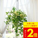 観葉植物 トラディスカンチア バリエガーター 6号【お取り寄せ 地域限定送料無料】Tradescantia ハンギング 観葉植物 鉢 吊り下げ おしゃれ インテリア トラディスカンティア トラジスカンティア トラデスカンチア