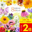 花苗 ガーデニング 季節の草花 苗 おまかせ 8苗セット 選べるタイプ【お届け中 地域限定送料無料】珍しい 苗 セット 草花宿 根草 宿根草 苗物 花 寄せ植え コンテナ花の苗 1年草 多年草 ガーデン 花壇 ハッピーガーデン