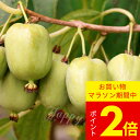 果樹苗 大実さるなし 選べるサイズ【お届け中】Actinidia arguta サルナシ 猿梨 コクワ つる植物 落葉性