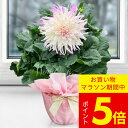 サマーギフト 花 ギフト 花鉢 巨大輪 ダリア 飛翔 (ヒショウ)カクタス咲き 1鉢 6号 鉢植え【即納対応中 お届け中 地域限定送料無料 無料】