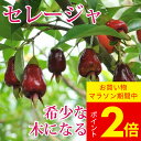 果樹 夏苗 セレージャ 1鉢 3.5号【お届け中】 Eugenia involucrata フトモモ科フトモモ属 耐寒性熱帯果樹 苗物 苗 木 低木 果樹鉢植え 庭植え 南米の イチゴ いちご 収穫 白花 ハッピーガーデン