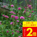 花苗 夏 千日紅 ファイヤーワークス 1鉢 3~3.5号【お届け中】Gomphrena Fireworks 千日草 センニチコウ 一年草 草丈低中 夏の花 苗 花の苗 鉢植え 庭植え ガーデニング 花壇 春 ハッピーガーデン englishgarden