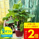 夏ギフト 葡萄 果樹 実付きギフト ぶどう 実つき 苗 選べる2種 1鉢 6号 鉢植え 苗木【お届け中 地域限定送料無料 ラッピング&カード無料】Vitis ブドウ フルーツ お中元 お父さん 父 祖父 義父 産地 育てる ギフト 植物 サマーギフト 夏のギフト fd2025 プレゼント