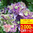 人気 クレマチス選べる4種類 1鉢 5号 花終わりお届け【お届け中 送料無料】Clematis 宿根草 つる性 母の日 ギフト花 お母さんテッセン 義母 60代...
