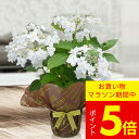 サマーギフト 花鉢 お中元 珍しい 花 紫陽花 瓔珞玉 5号 1鉢 あじさい 鉢植え【即納 お届け中 地域限定 送料無料 メッセージカード無料】 玉あじさい ヨ...