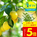 夏 ギフト 花 プレゼント 実付き レモン リスボン 1鉢 5号 鉢植え 【お届け中 地域限定送料無料 ラッピング&メッセージカード無料】果物 果樹鉢 植物 記...