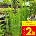 花苗 夏苗 ユーパトリウム グリーンフェザー 1鉢 3.5号【お届け中】Eupatorium capillifolium 冬季地上部なし 春 夏 宿根草 耐寒性多年草 冬季落葉種 花の苗 カラーリーフ 苗 ガーデン ガーデニング 草丈高 アクセント ハッピーガーデン