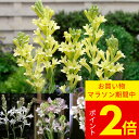 芽出し球根苗 花 夏苗 植えっぱなし チューベローズ 5種より選択 1鉢 3.5号 1球植え【お届け中】Polianthes tuberosa tuberose...