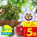 サマーギフト 果樹 ギフト 花 トケイソウソウ 実付き パッションフルーツ 5号 1鉢 鉢植え 【お届け中 地域限定送料無料】夏のギフト お中元 時計草 果物 ...
