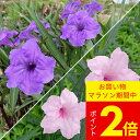 花苗 夏 ルエリア 2種類より選択 1鉢 3~3.5号 【通年販売 お届け中】Ruellia 'Purple shower''Pink shower' 紫花 桃花 多年草 草丈高 イングリッシュガーデン 庭植え 花壇 鉢植え 寄せ植え 苗 ガーデン 苗 ハッピーガーデン