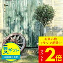 夏 ギフト 花 プレゼント OZプランツ ウエストリンギア 白花 トピアリー仕立て 8号【お取り寄せ 地域限定送料無料】Westringia fruticosa...