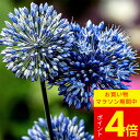 \ポイント4倍/\1000円ポッキリ送料無料/ 植えっぱなし 球根 アリウム コエルレウム選べるセット 4球〜24球セット【先行予約 10月上旬〜お届け 小球根...