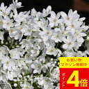 \1000円ポッキリ 送料無料/ 植えっぱなし球根 アリウム コワニー 選べる5球〜9球セット【先行予約10月上旬〜お届け メール便対応 全国送料無料】Alli...