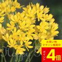 \ポイント4倍/\1000円ポッキリ送料無料/ 植えっぱなし球根 花 アリウム モーリー 黄花 選べる6球〜24球セット【先行予約 10月上旬〜お届け 小球根 ...