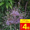 \ポイント4倍/球根 花 植えっぱなし 大輪 矮性 アリウム シュベルティー 1球【先行予約10月上旬〜お届け】Allium schubertii 秋植え球根 ...