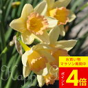 球根 花 植えっぱなし 水仙 ブラッシングレディー 2球 春開花 秋 冬植え 黄桃【先行予約10月上旬~お届け 中型球根】Narcissus 野放し 毎年咲く 多年草 耐寒性球根 スイセン すいせん 秋植え球根 秋球根 花壇 庭植え 鉢植え ガーデン ガーデニング【COM】【2025BU】