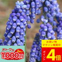 \ポイント4倍/球根 植えっぱなし ムスカリ ビッグスマイル 5球セット【先行予約10月上旬〜お届け 中型球根 】Muscari big smail 野放し 庭...