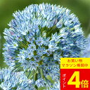 \ポイント4倍/球根 植えっぱなし球根 希少品種 アリウム ザーミン 選べる球数 2球〜4球 空色【先行予約10月〜お届け 小球根 メール便対応】Allium ...