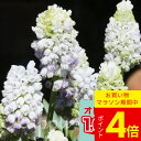 \ポイント4倍/植えっぱなし球根 ムスカリ ダブルマジック 3球セット【先行予約 10月上旬〜お届け 中型球根 送料別】Muscari Double Magic...