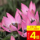植えっぱなし球根 花 原種チューリップ ダニケ 5球セット【先行予約 お届け10月上旬~ 小球根 メール便対応】Tulipa 多年草 桃花 草丈低 秋植え 野放し 庭植え 花壇 鉢植え ガーデニング ガーデン 秋 冬 春 ハッピーガーデン HappyGarden【2024BU】【120p2】