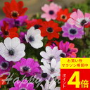 \ポイント4倍/小球根 アネモネ フルゲンス 選べるセット【先行予約10月上旬〜お届け 小球根 メール便対応 全国どこでも送料無料】秋 冬 小球根 多年草 耐寒...